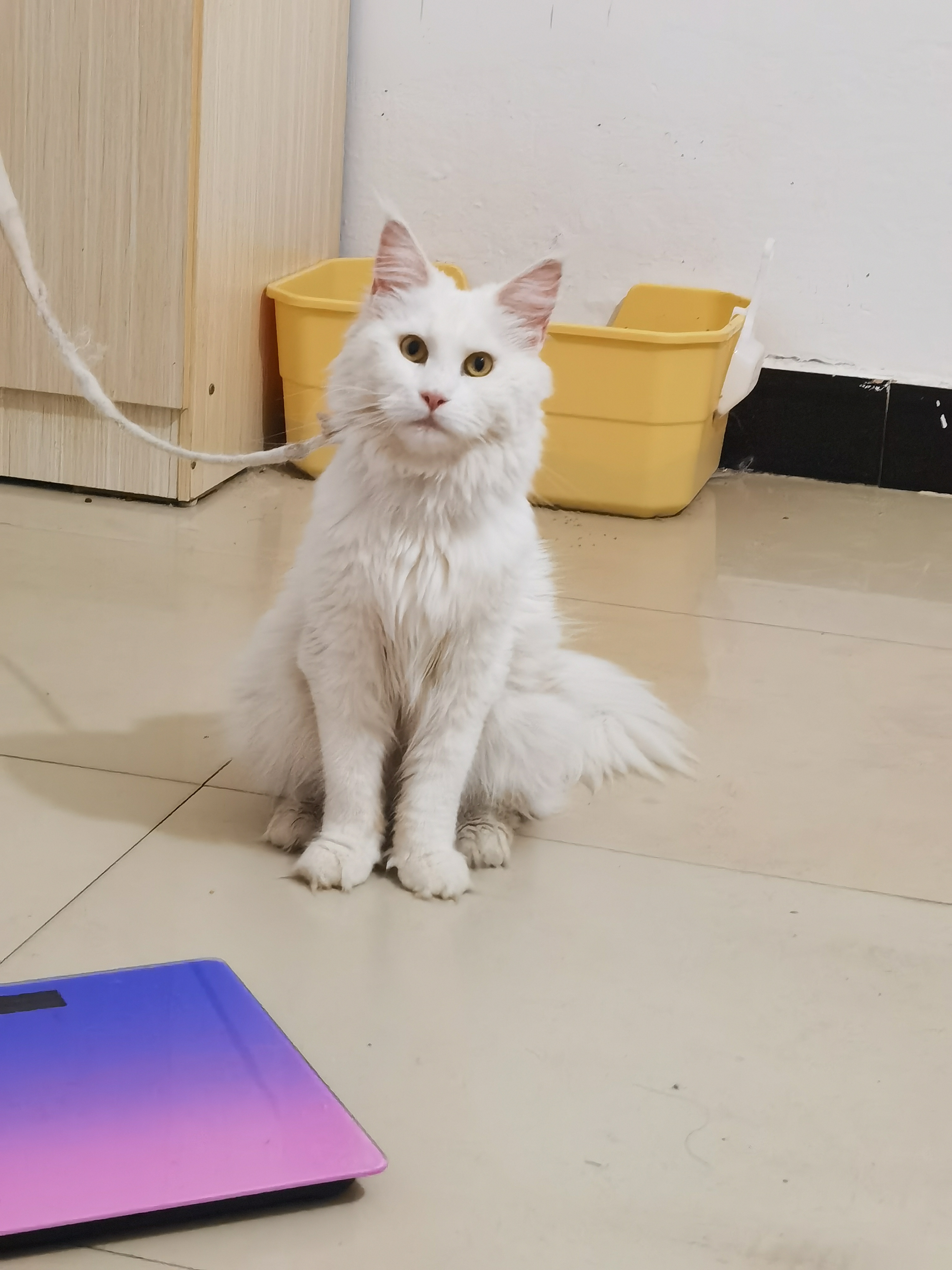 缅因猫